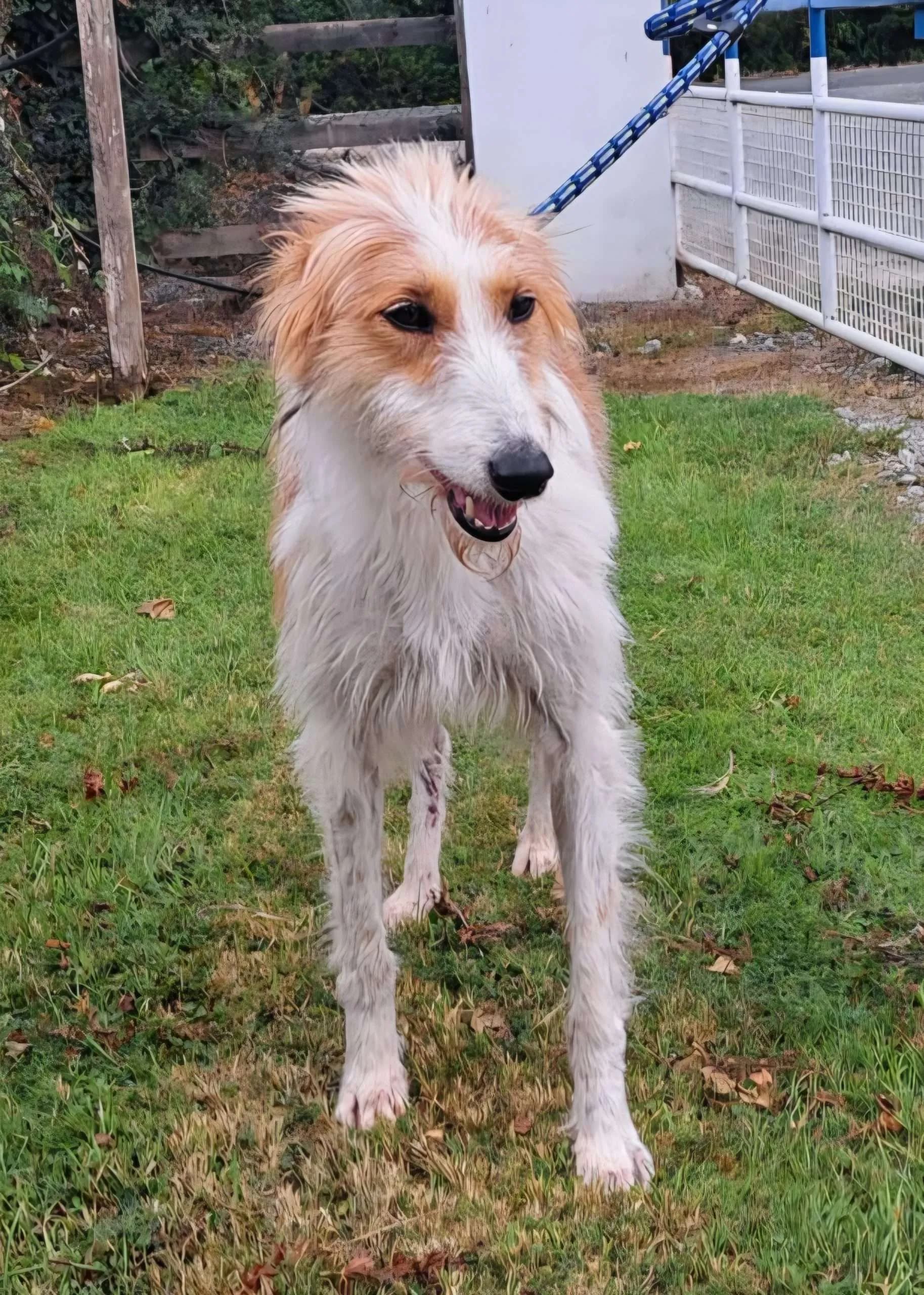 Dotty, a Lurcher looking for a home through NSPCA (formerly ISPCA / DSPCA)