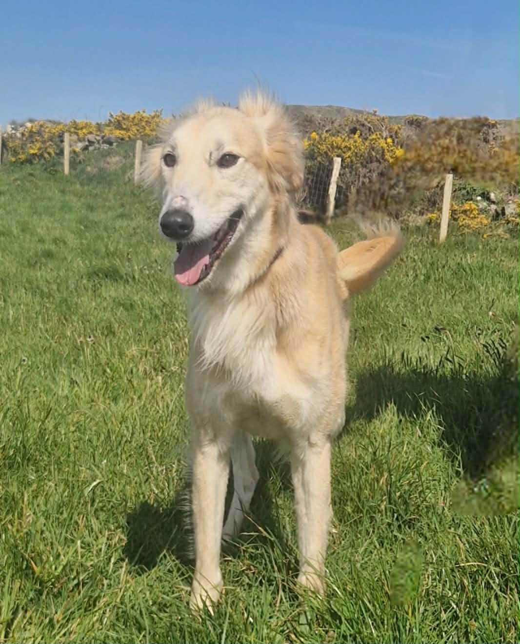 Tango, a Saluki Lurcher looking for a home through West Cork Animal Welfare Group