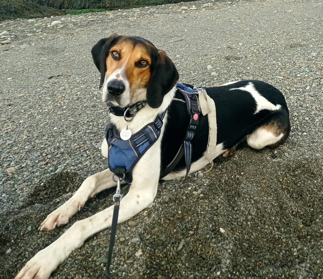 Shadow, a Trailhound looking for a home through West Cork Animal Welfare Group