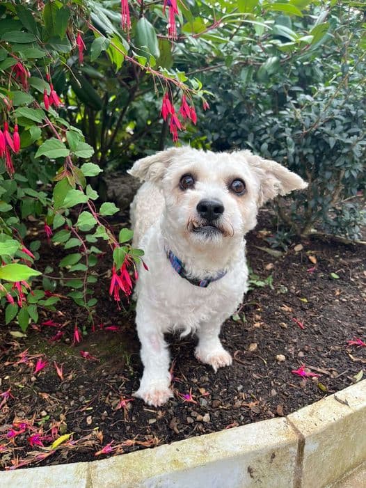 Bert, a Shih Tzu Cross looking for a home through Mid Antrim Animal Sanctuary