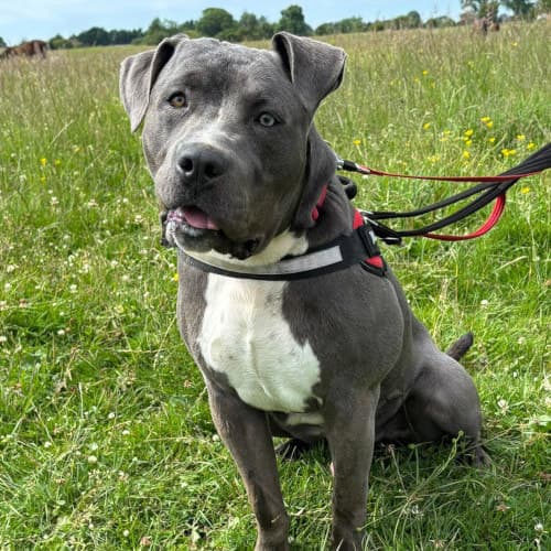 Billy, a Crossbreed looking for a home through My Lovely Horse Rescue