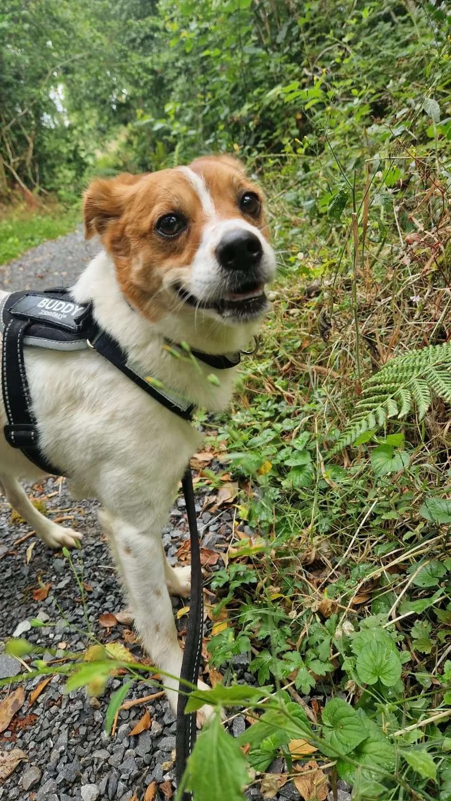 Atticus, a Terrier Cross looking for a home through NSPCA (formerly ISPCA / DSPCA)