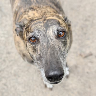 Sonia, a Greyhound looking for a home through Clare Greyhound Sanctuary