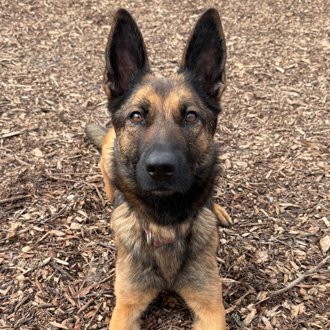 Lady, a German Shepherd Cross looking for a home through Dogs Aid Animal Sanctuary