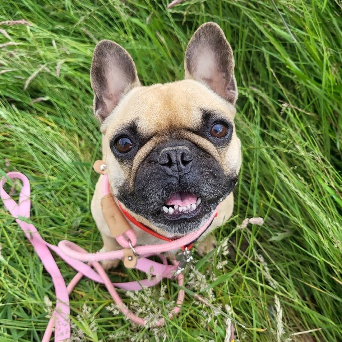 Coco, a French Bulldog looking for a home through Dogs Aid Animal Sanctuary