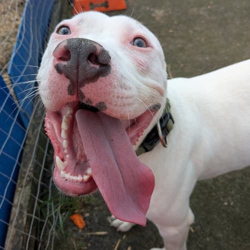 Paulie, a Crossbreed looking for a home through My Lovely Horse Rescue