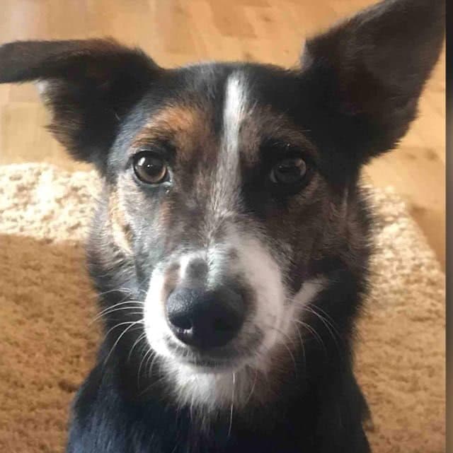Paddy, a Terrier Collie Cross looking for a home through West Cork Animal Welfare Group