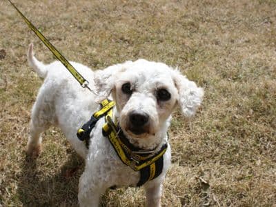 Percy, a Bichon Frise Cross looking for a home through Dogs Trust Ireland