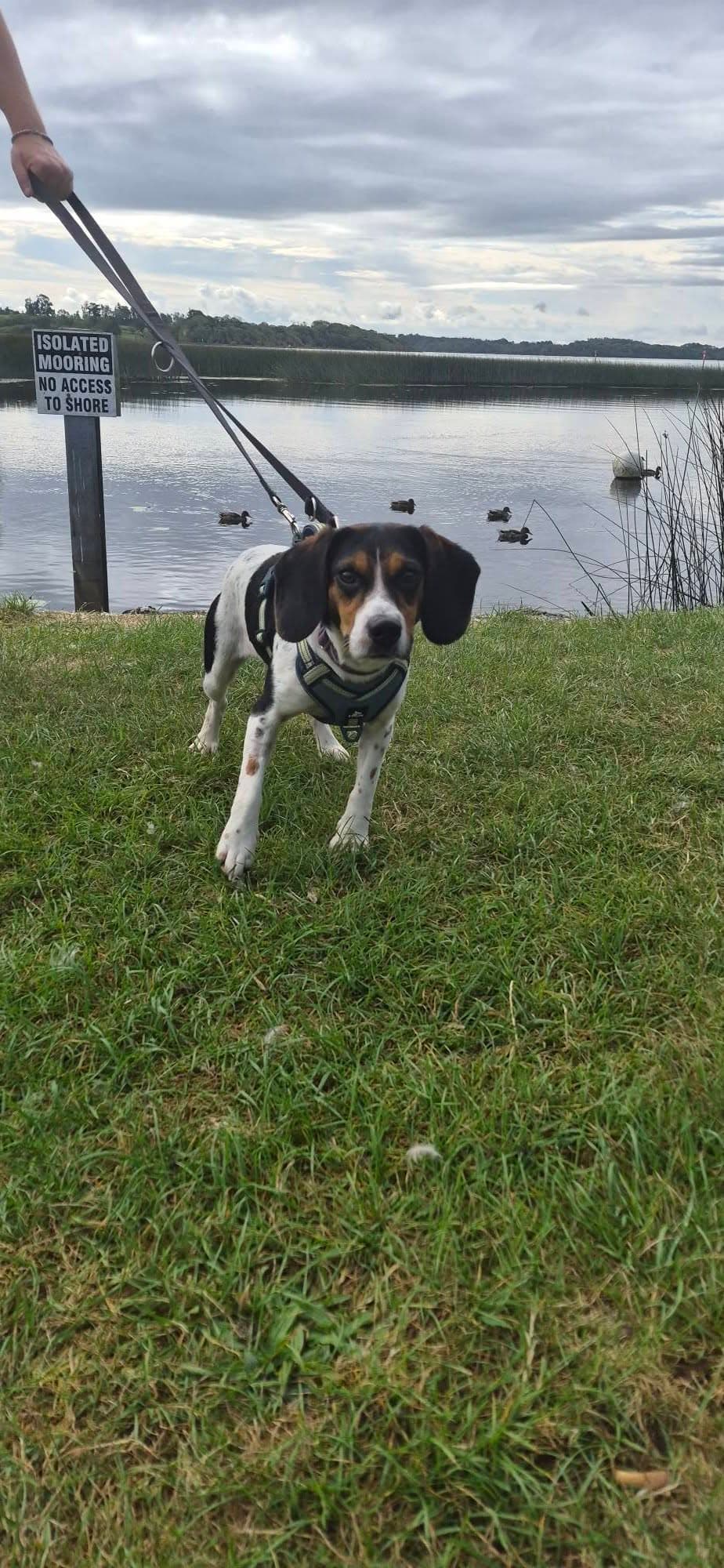 Bumble, a Beagle Cross looking for a home through Galway SPCA
