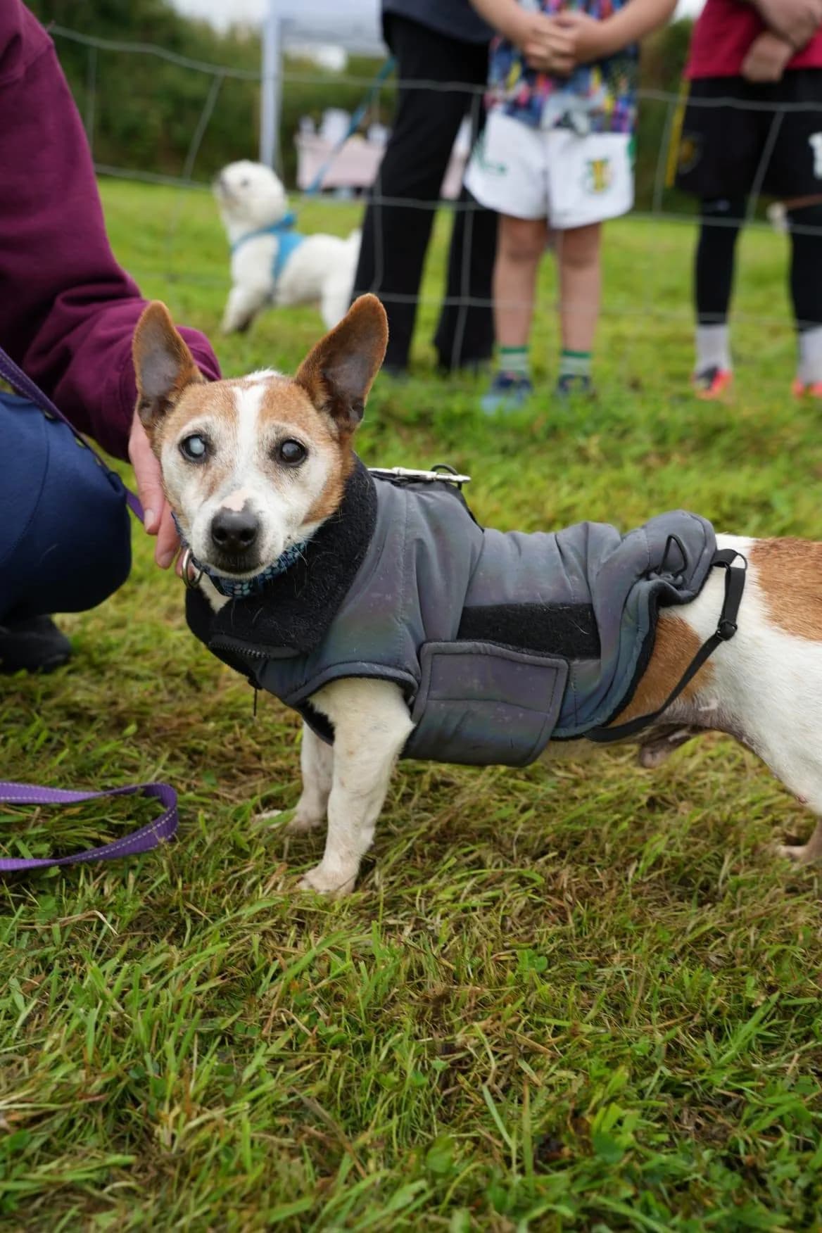 Jake, a Terrier looking for a home through Galway SPCA