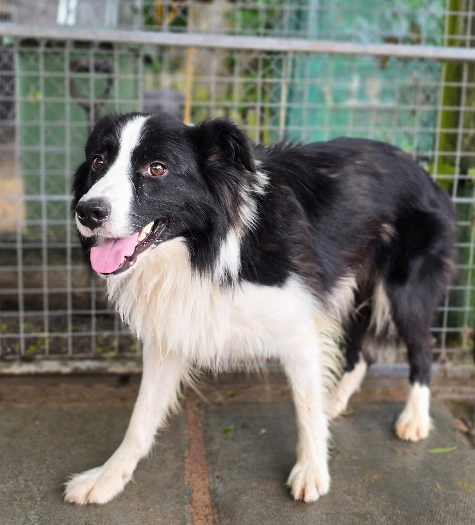 Bailey, a Collie looking for a home through Almost Home Animal Rescue NI