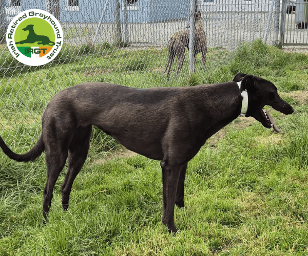 Lucky, a Greyhound looking for a home through Irish Retired Greyhound Trust (IRGT)