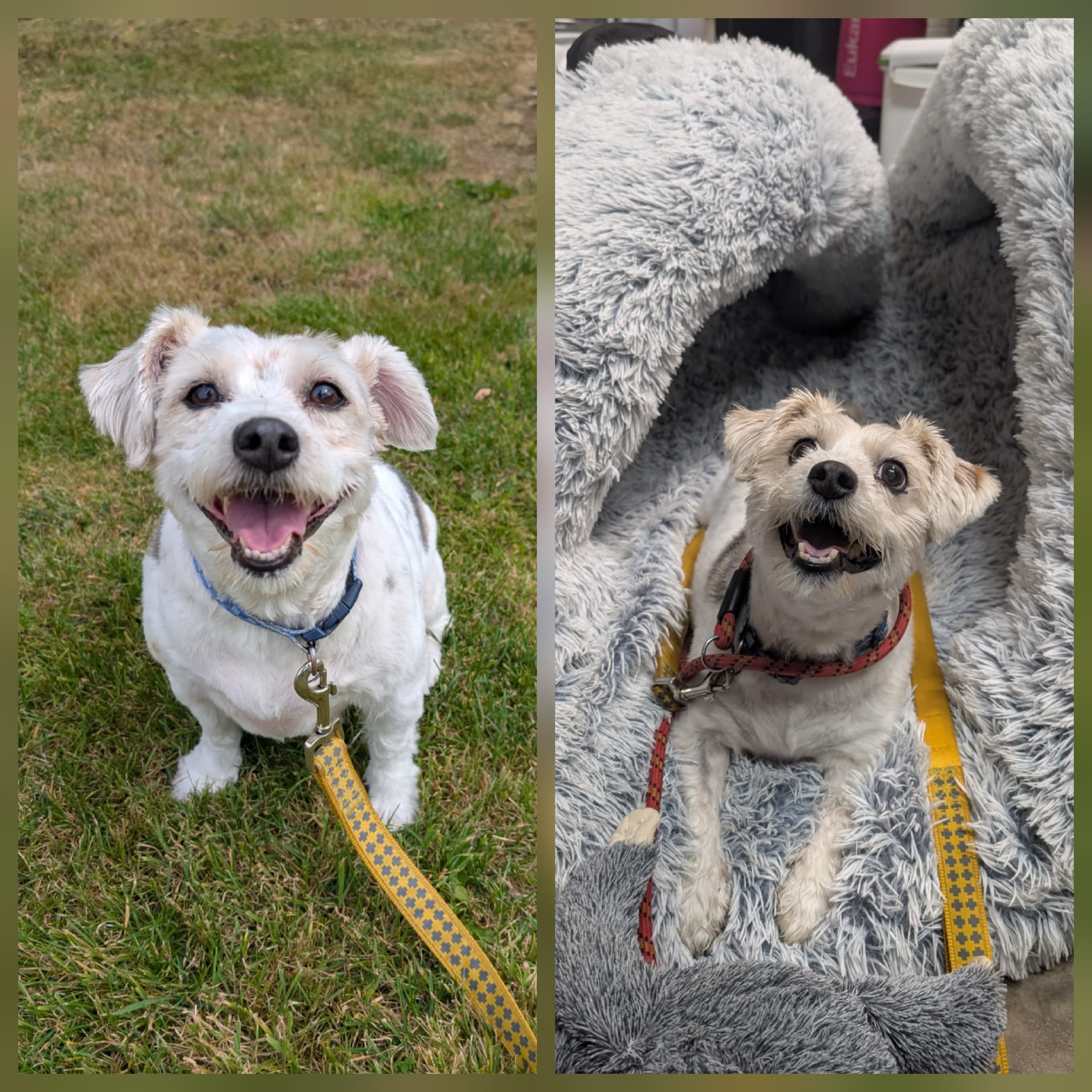 Teddy, a Terrier mix looking for a home through Mid Antrim Animal Sanctuary