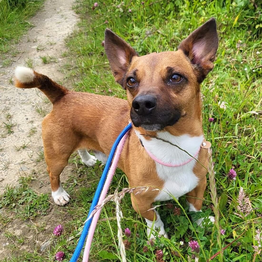 Toby, a Terrier Cross looking for a home through Dogs Aid Animal Sanctuary