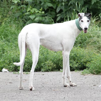 Tobias, a Greyhound looking for a home through Clare Greyhound Sanctuary