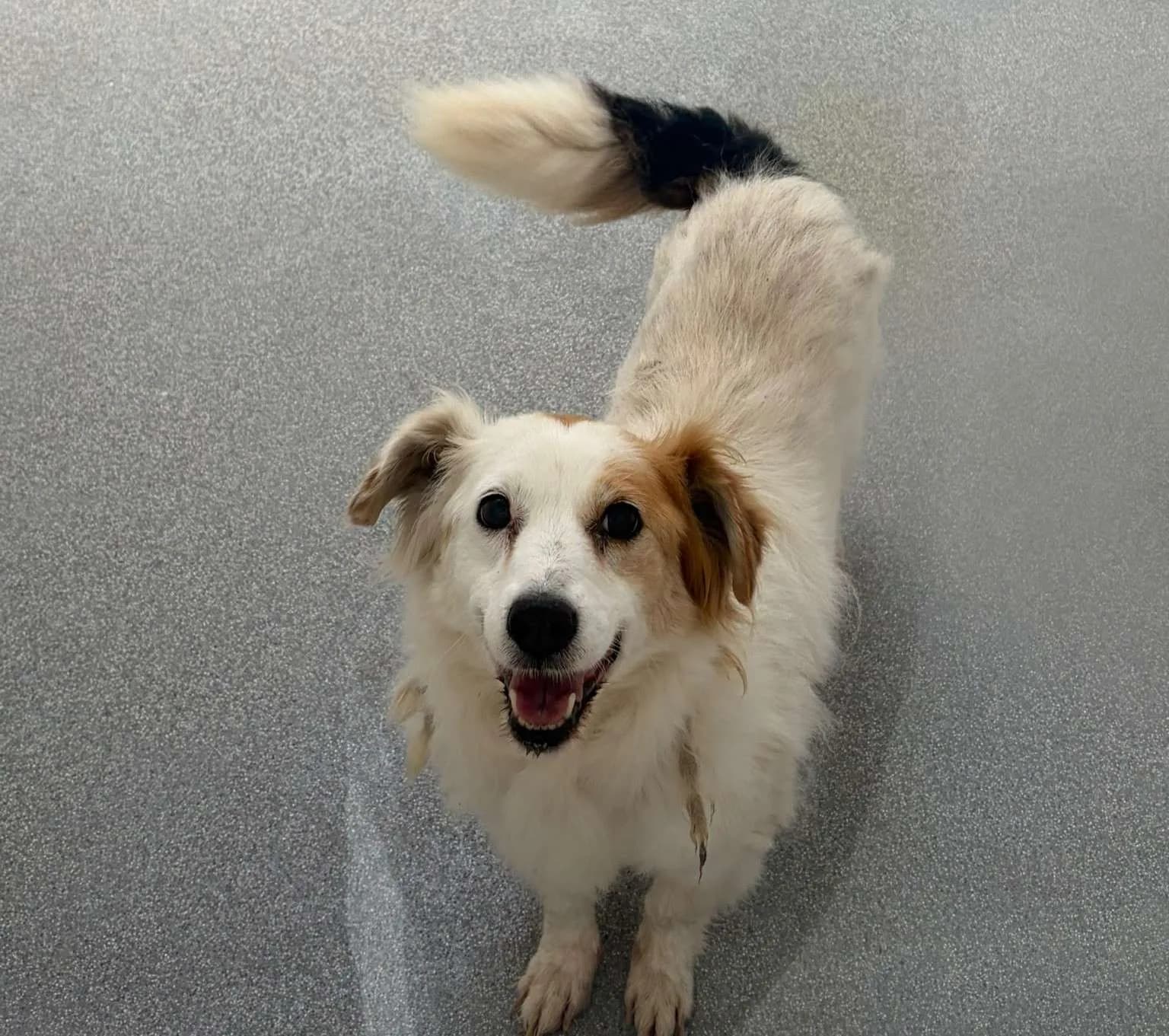 Rosebud, a Terrier Cross looking for a home through NSPCA (formerly ISPCA / DSPCA)