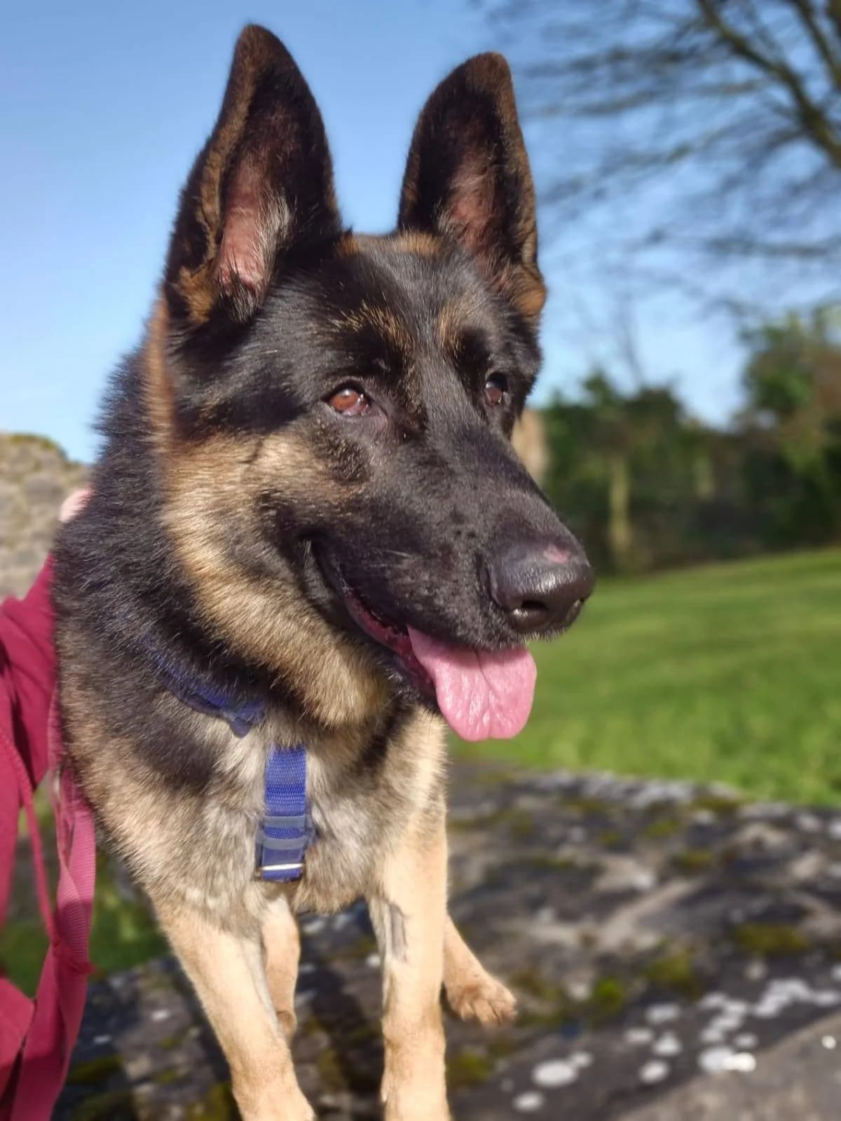 Shea, a German Shepherd looking for a home through Galway SPCA