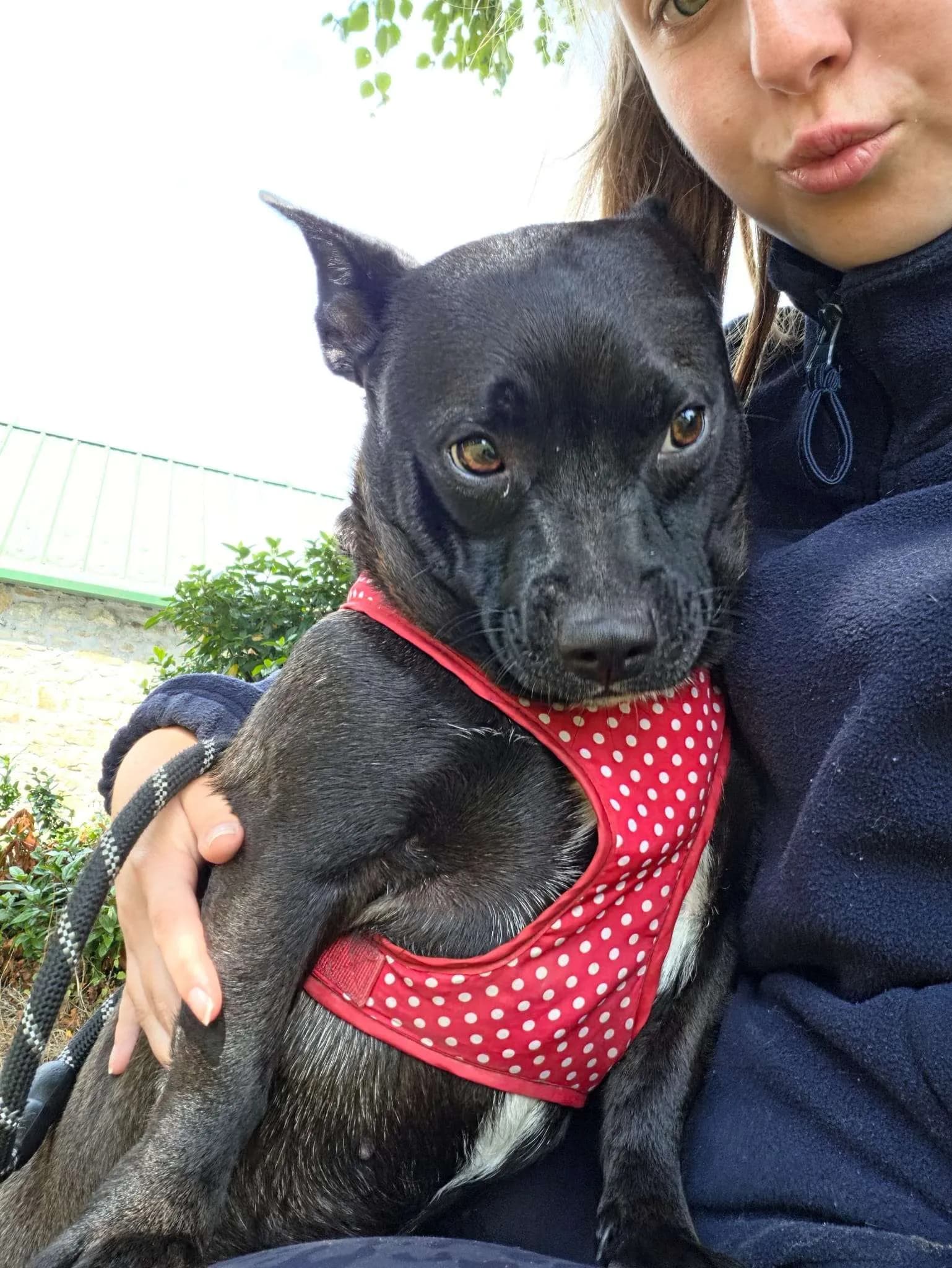 Lala, a French Bulldog looking for a home through NSPCA (formerly ISPCA / DSPCA)