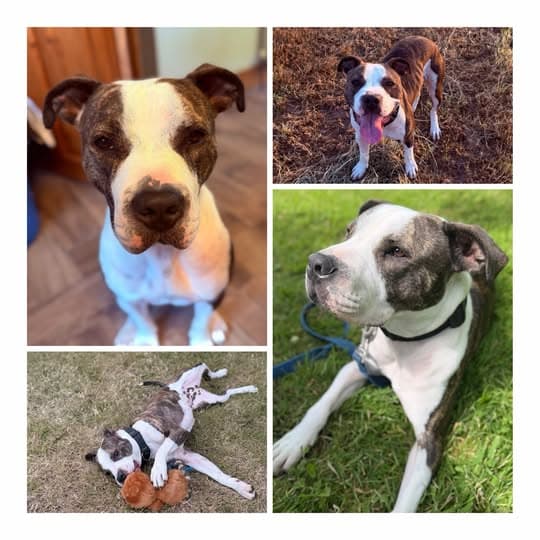Casey, a Pitbull/Staffie Cross looking for a home through Laois SPCA