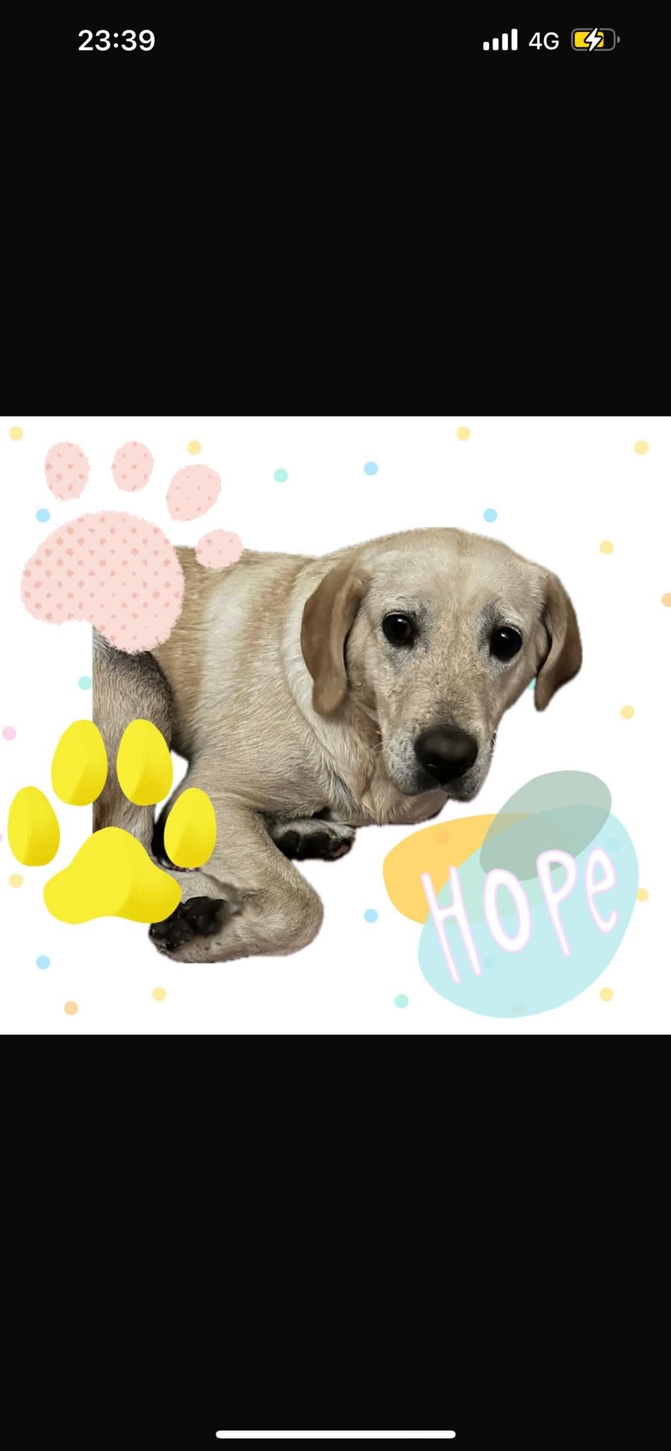 Hope, a Crossbreed looking for a home through Almost Home Animal Rescue NI