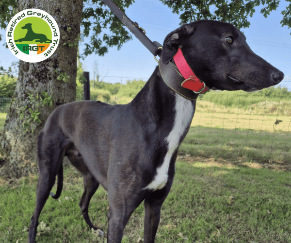 Klaus, a Greyhound looking for a home through Irish Retired Greyhound Trust (IRGT)