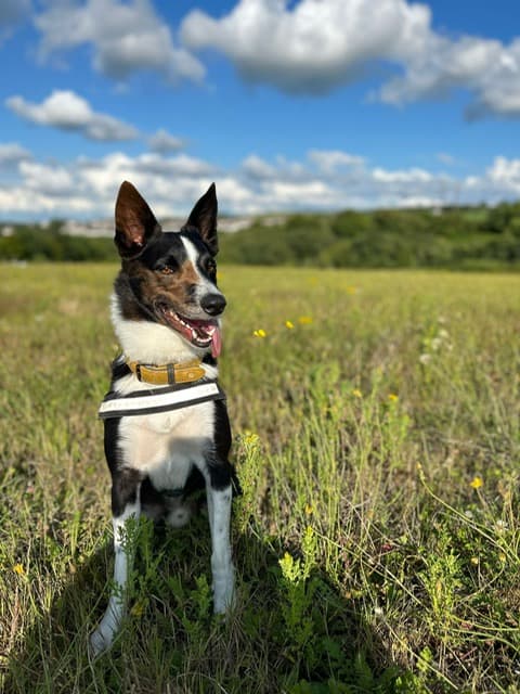 Diego, a Collie looking for a home through West Cork Animal Welfare Group