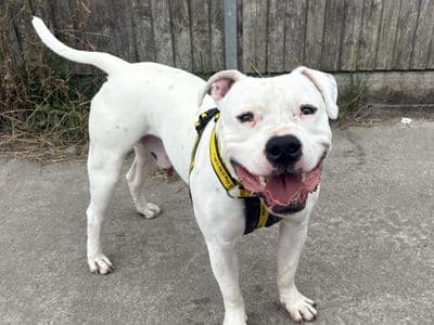 Smokie, a American Staffordshire Terrier Cross looking for a home through Dogs Trust Ireland