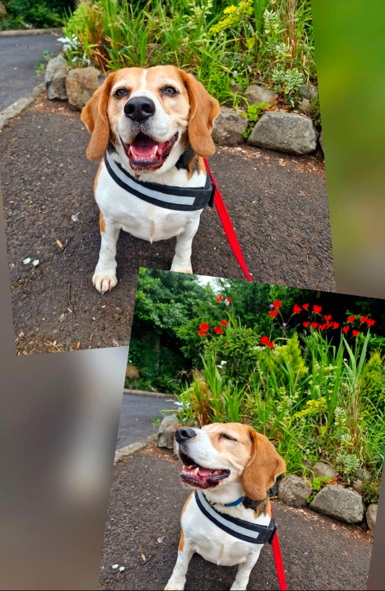 Arlo, a Beagle looking for a home through Mid Antrim Animal Sanctuary