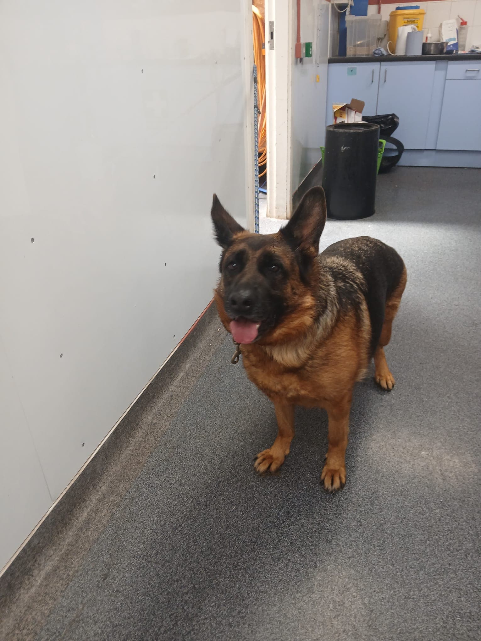Raya, a German Shepherd looking for a home through CSPCA (Cork SPCA)
