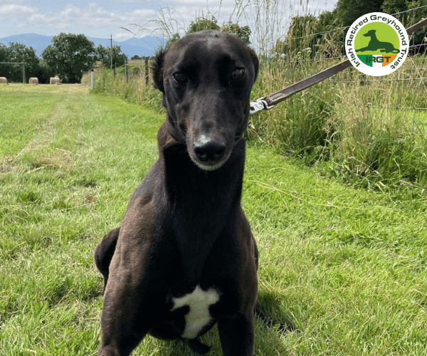 Gloria, a Greyhound looking for a home through Irish Retired Greyhound Trust (IRGT)