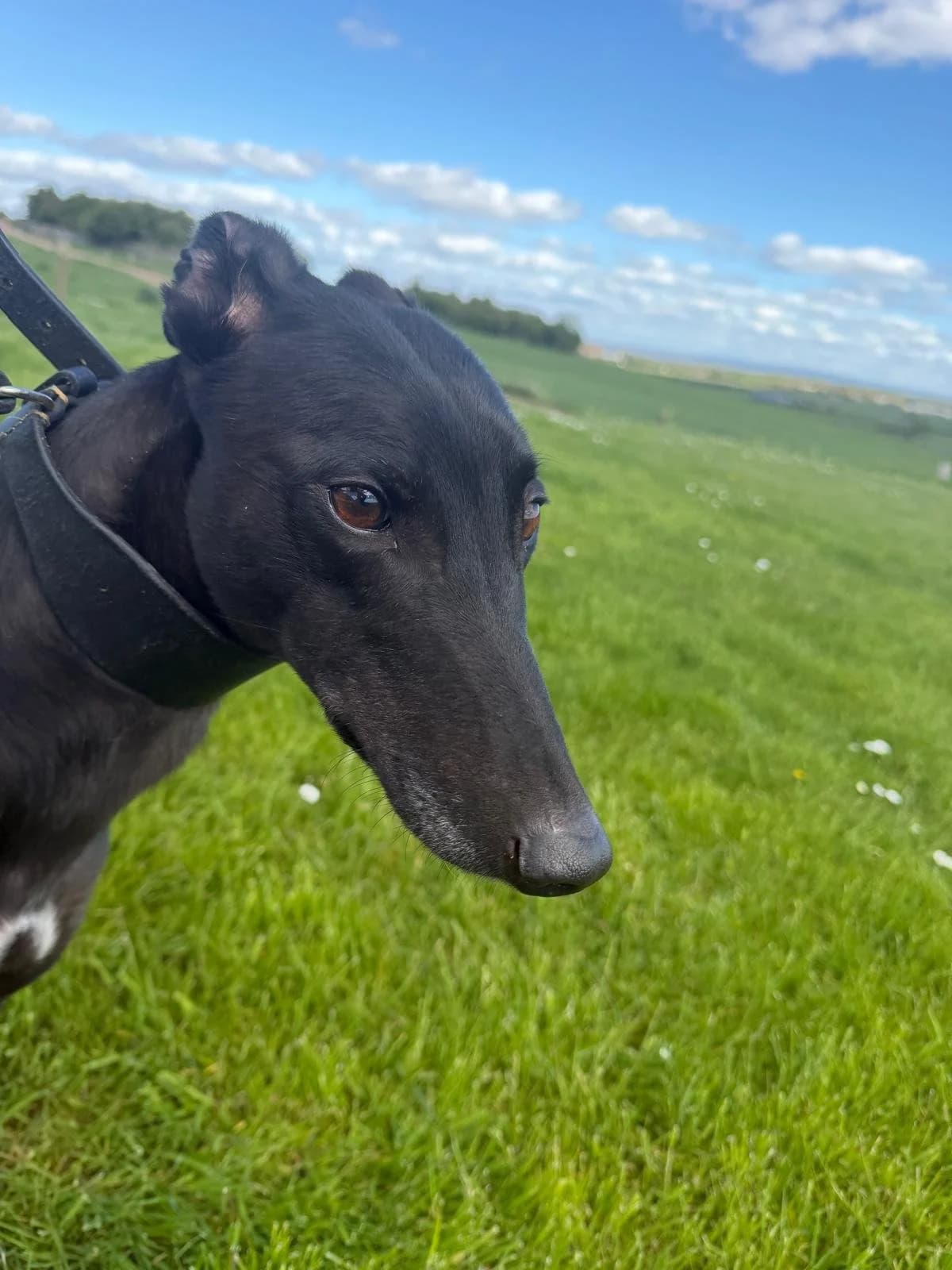 Roz, a Greyhound looking for a home through RIGHT (Rehoming Irish Greyhounds Team)