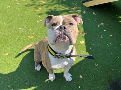 Coco, a Bulldog looking for a home through Dogs Trust Ballymena