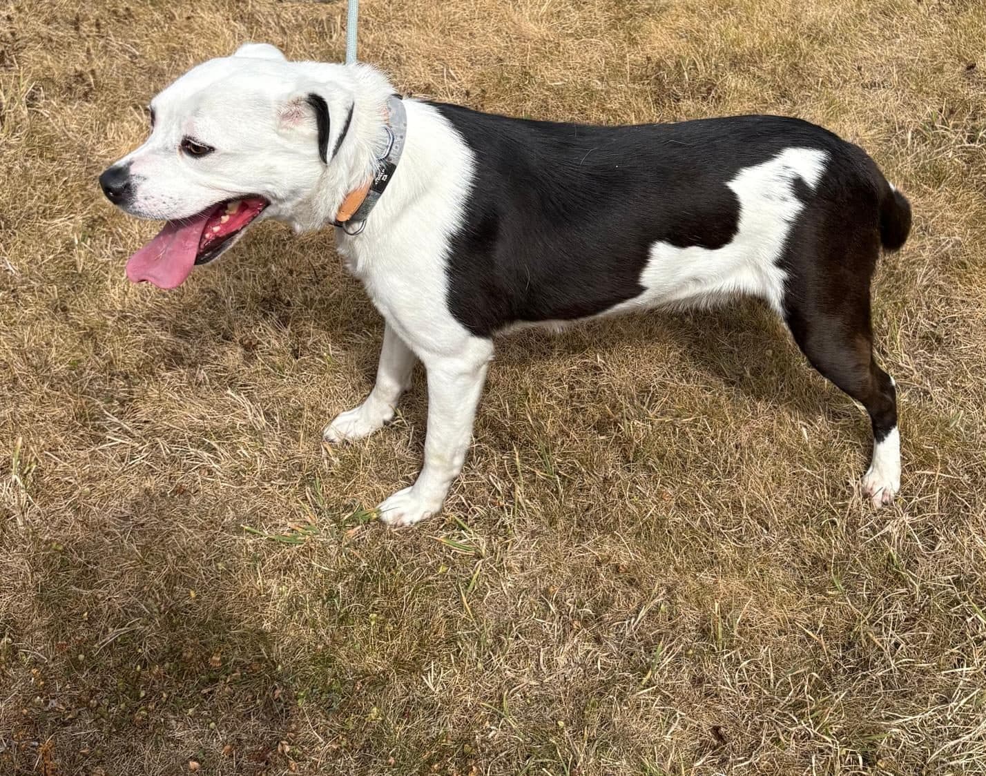 Luna, a Crossbreed looking for a home through Wexford Dog Rehoming Centre