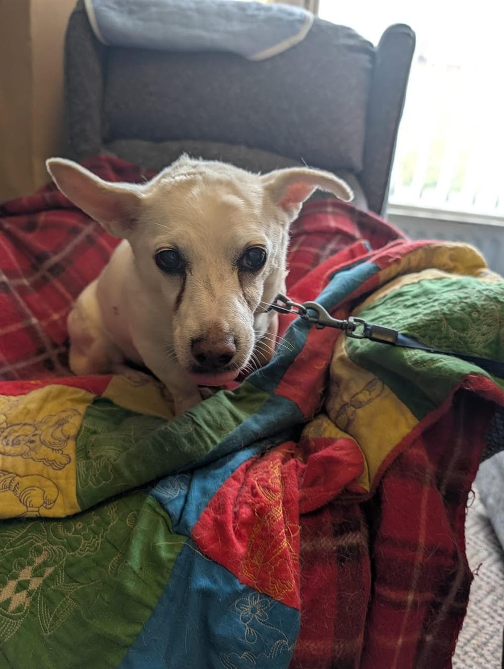 Peaches, a Jack Russell looking for a home through Assisi Animal Sanctuary