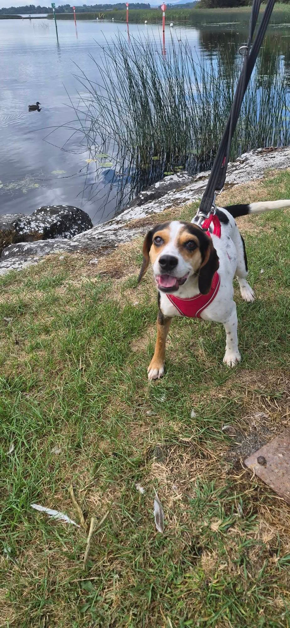 Bee, a Beagle Cross looking for a home through Galway SPCA