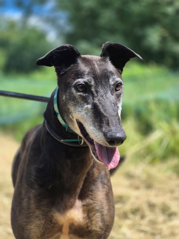 Tango, a Greyhound looking for a home through PAWS Animal Rescue