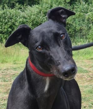 Paddy, a Greyhound looking for a home through PAWS Animal Rescue