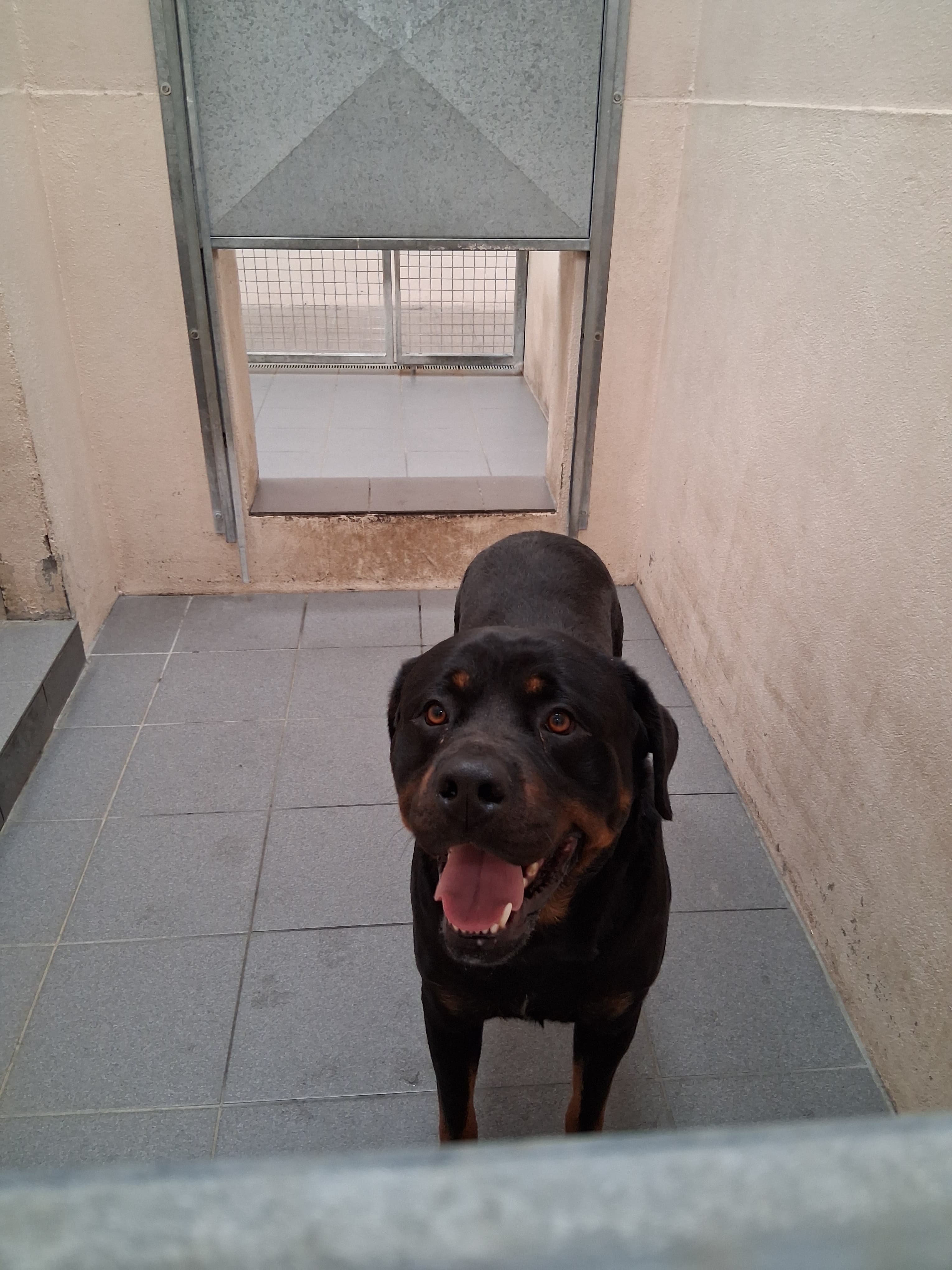 11862, a Crossbreed looking for a home through Louth County Council Dog Pound