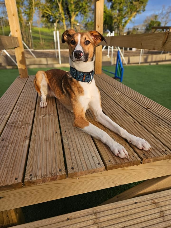 Red, a Lurcher looking for a home through Mid Antrim Animal Sanctuary