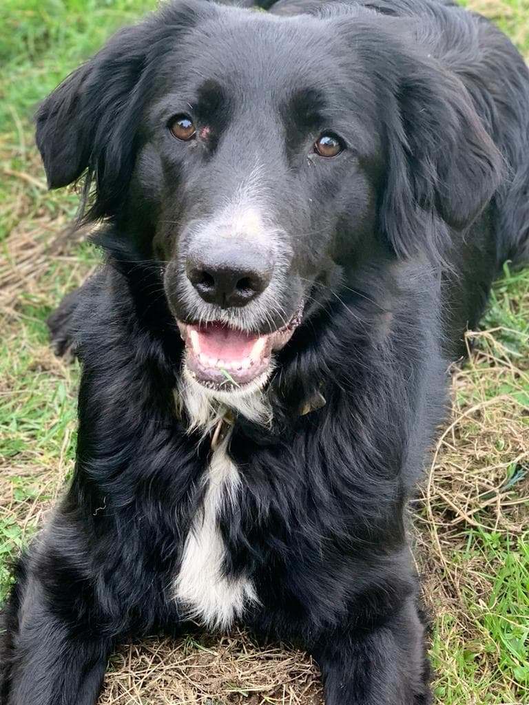 Zelda, a Collie Cross looking for a home through West Cork Animal Welfare Group