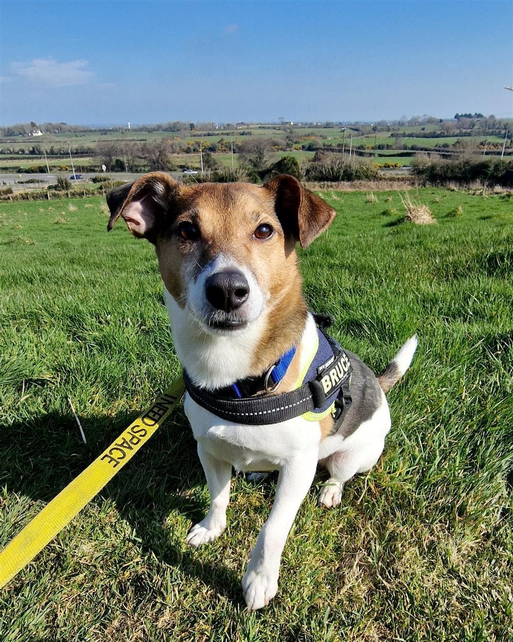 Bruce, a JRT Cross looking for a home through Assisi Animal Sanctuary