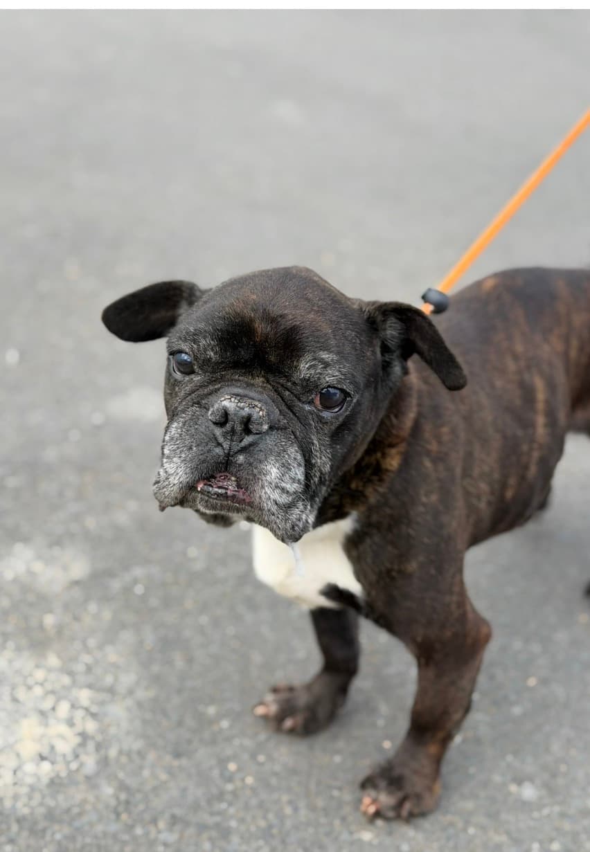 Spike, a French Bulldog Cross looking for a home through Almost Home Animal Rescue NI