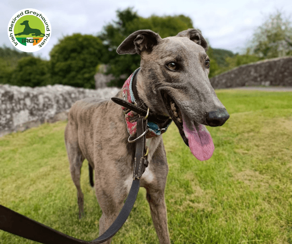 Theo, a Greyhound looking for a home through Irish Retired Greyhound Trust (IRGT)
