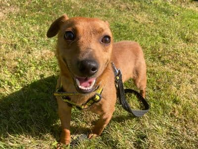 Quartz, a Terrier (Jack Russell) Cross looking for a home through Dogs Trust Ireland