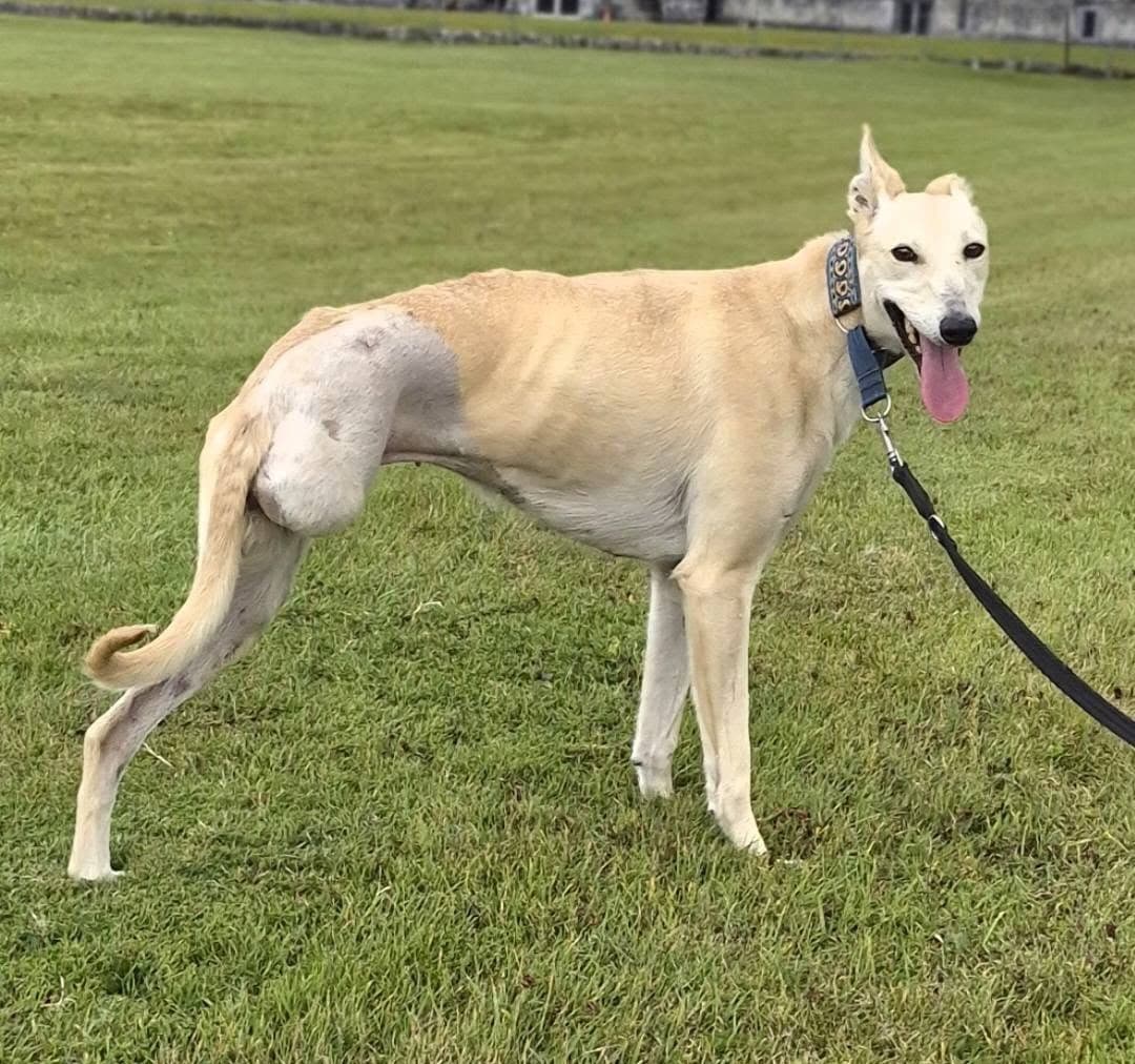 Nya, a Lurcher looking for a home through Galway SPCA