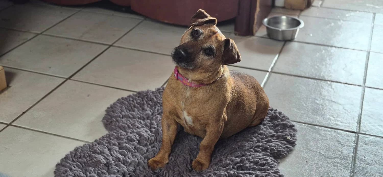 Tulla, a Terrier looking for a home through Galway SPCA