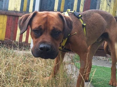 Lee, a Boxer Cross looking for a home through Dogs Trust Ireland
