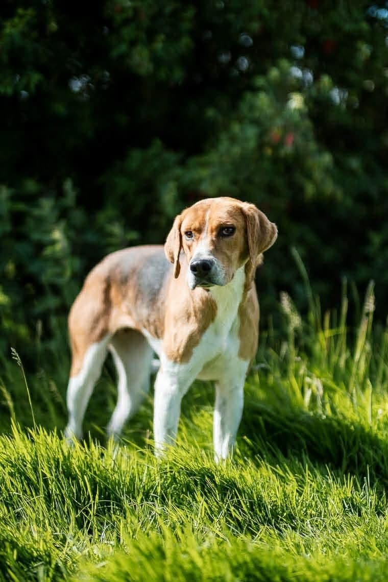 Annie, a Hound looking for a home through Cork Dog Action Welfare Group (DAWG)