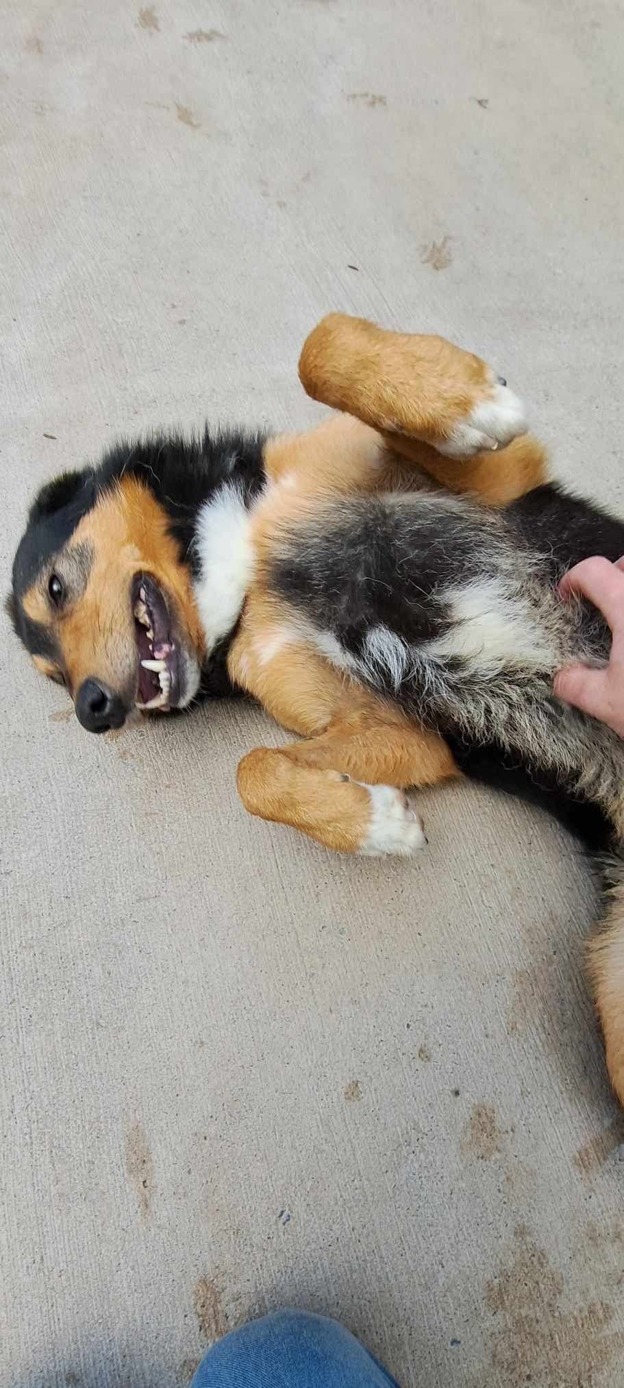 Mowgli, a Crossbreed looking for a home through Almost Home Animal Rescue NI