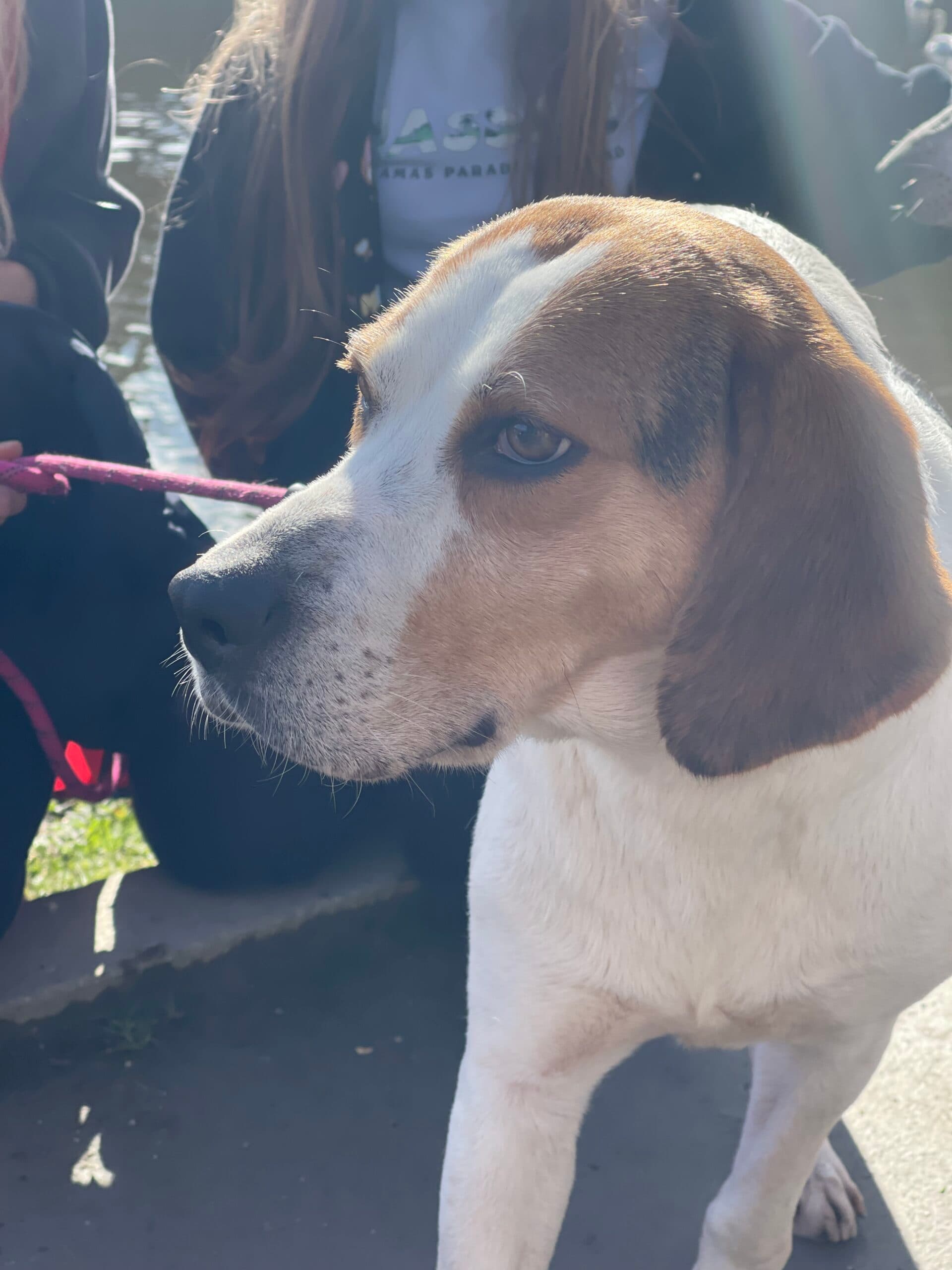 Tilly, a Hound looking for a home through Almost Home Animal Rescue NI